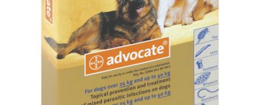 advocate_11