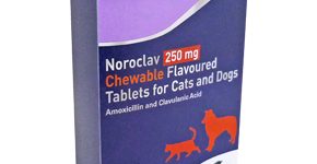noroclavchew250mg