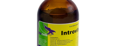 introvit-b-complex